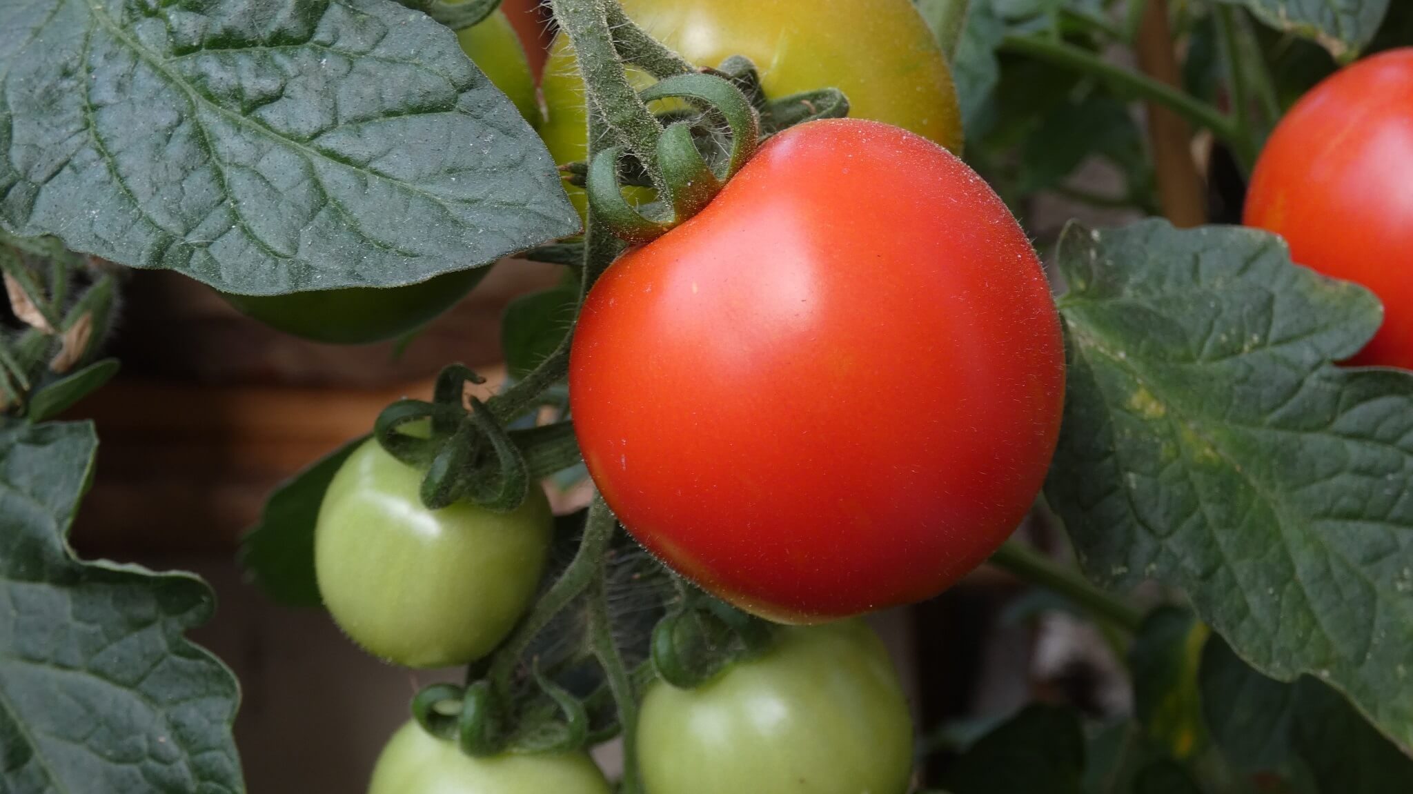 Five ways to grow tomatoes in your garden Gardenesque