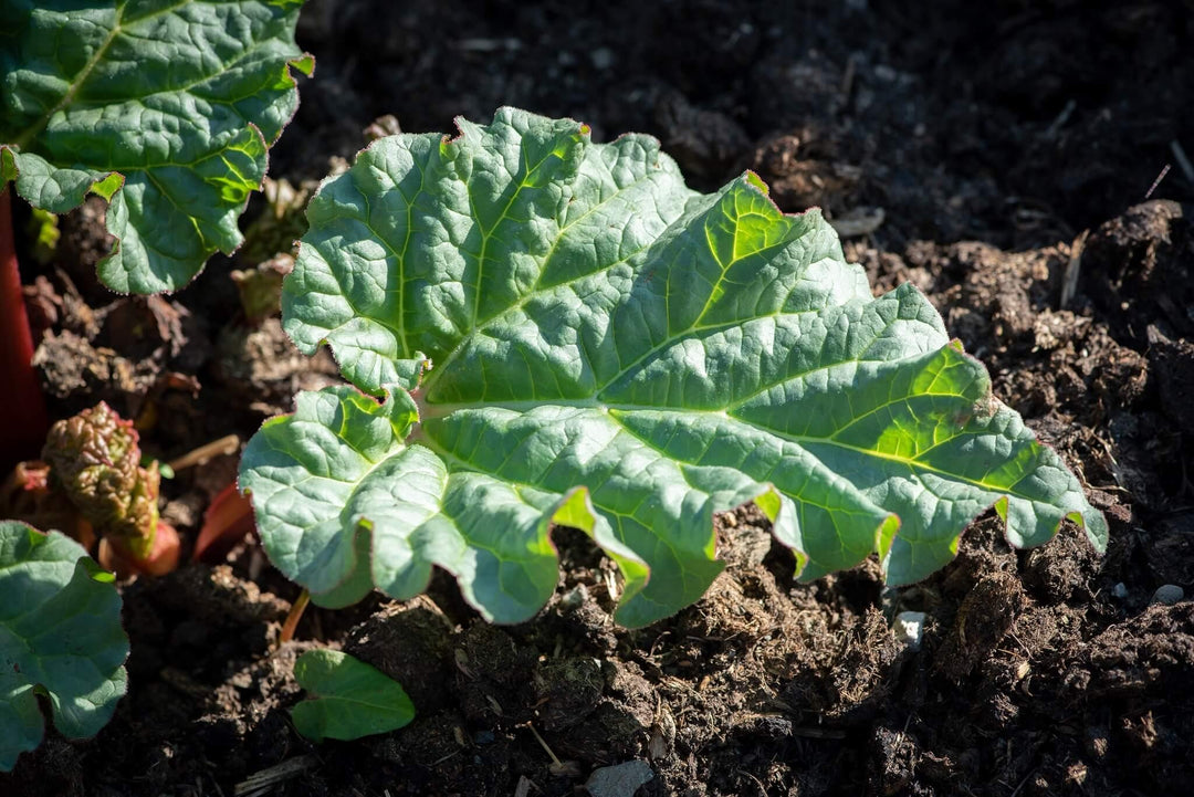 Forcing rhubarb for a colour flavour revival - Gardenesque