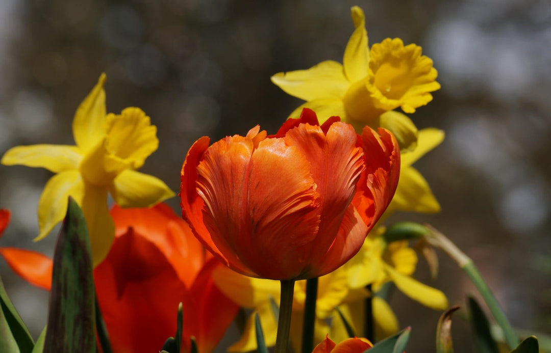 Time to spring into action by planting bulbs for next year. - Gardenesque