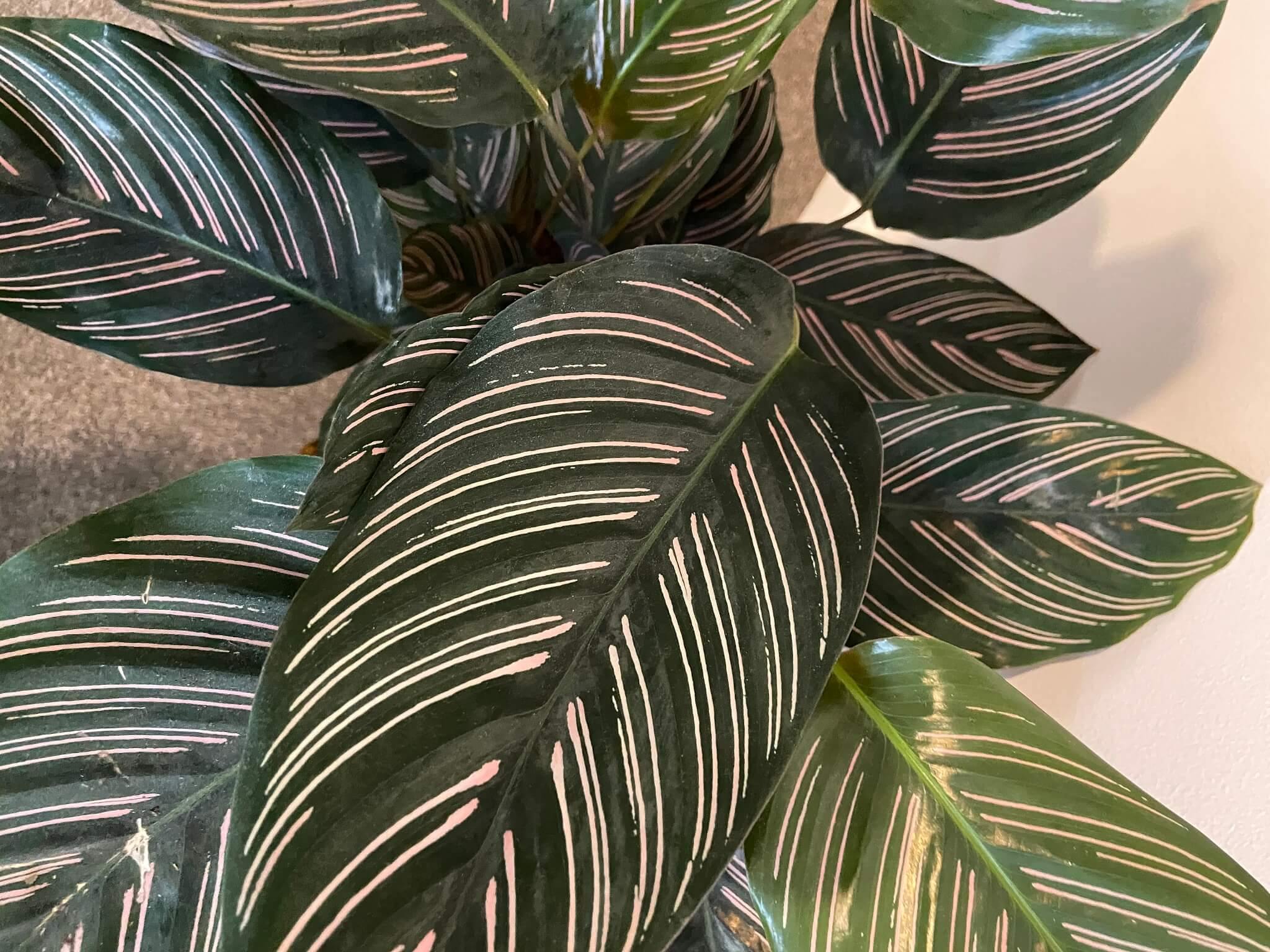 How to care for your houseplants over winter | Gardenesque