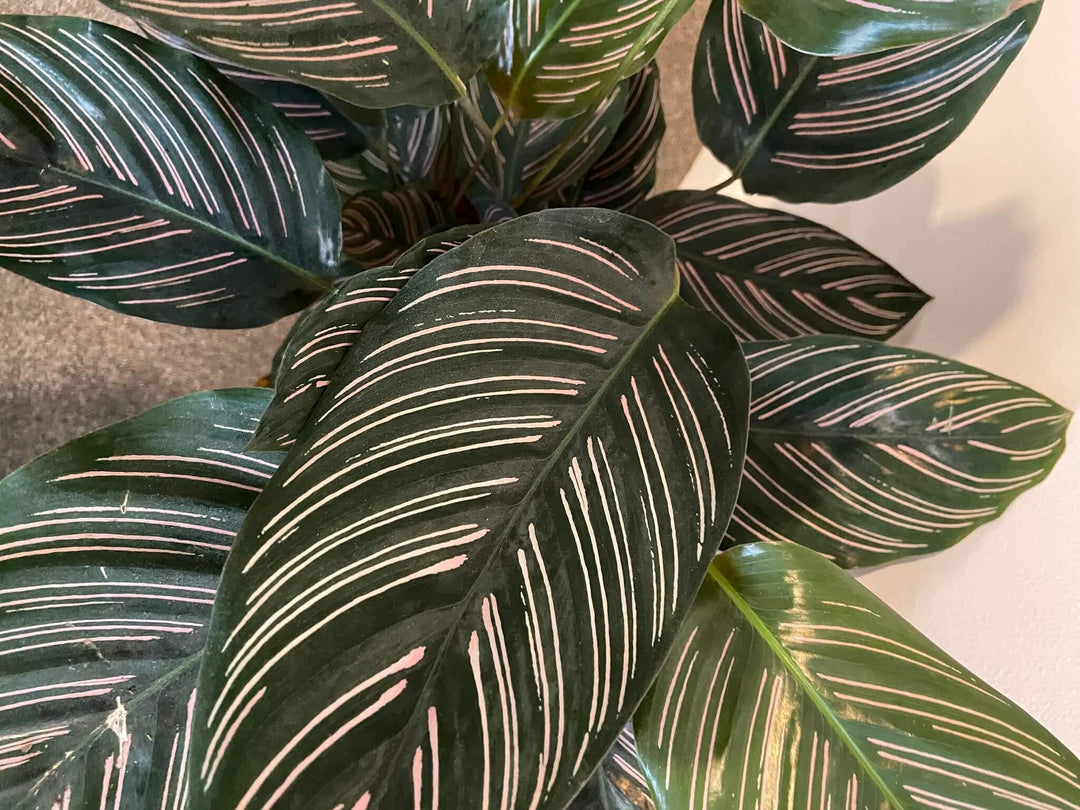 How to care for your houseplants over winter - Gardenesque