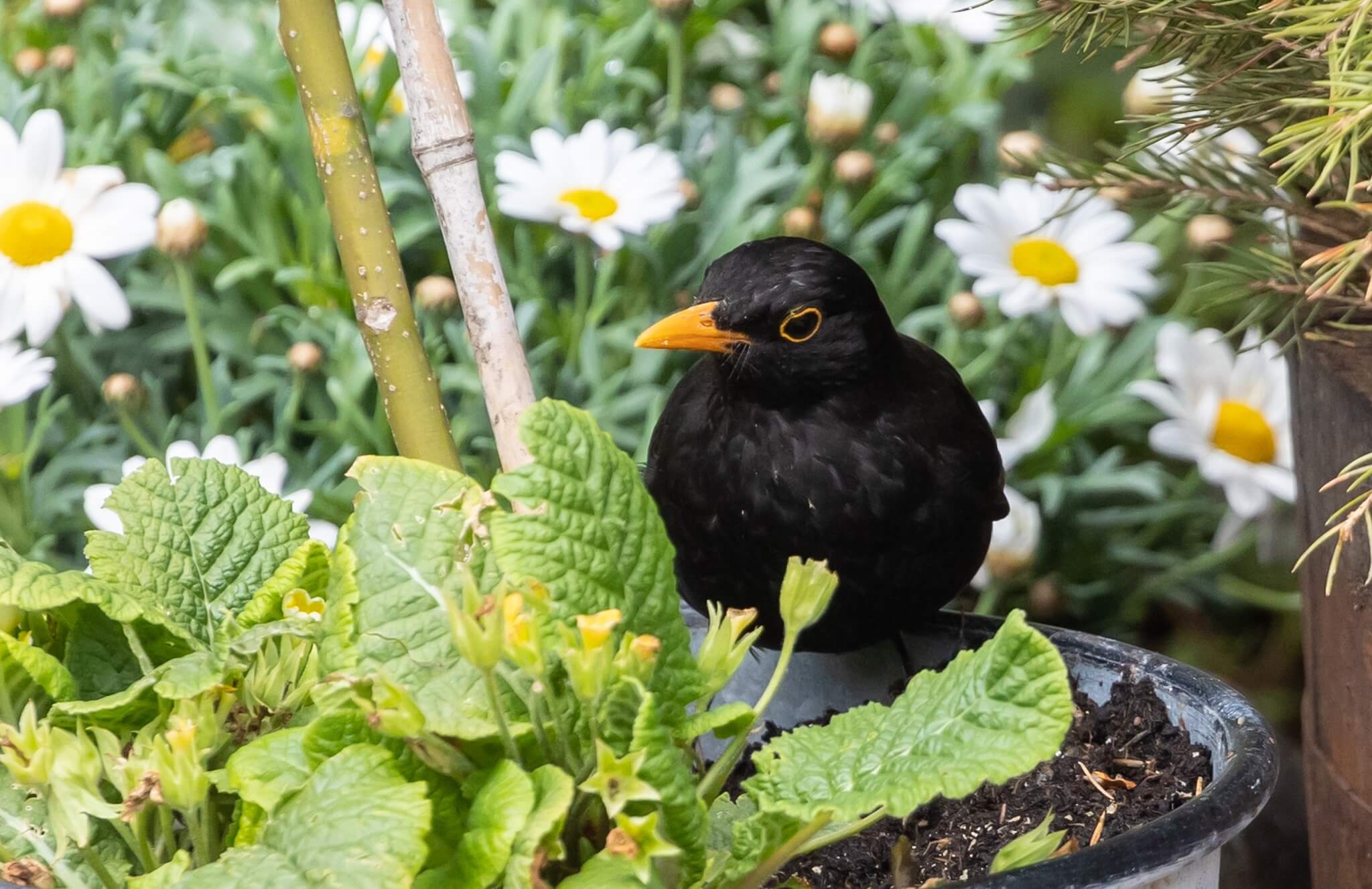 How to choose the best bird feeder | Gardenesque