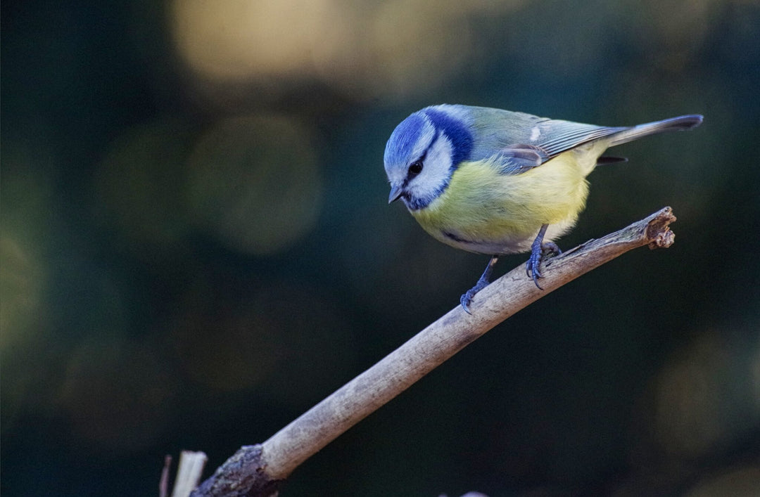 Choosing the right food mix to attract birds to your garden