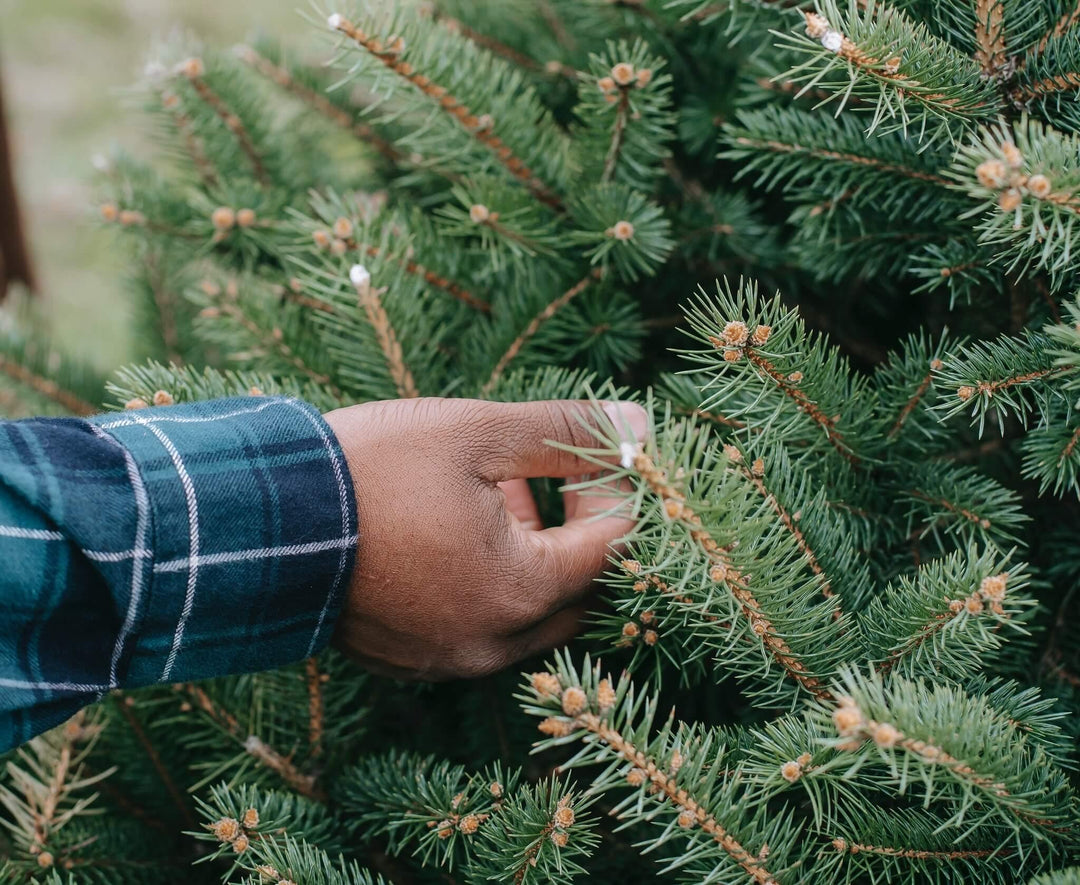 Our tips for choosing the perfect Christmas tree and how to care for it - Gardenesque