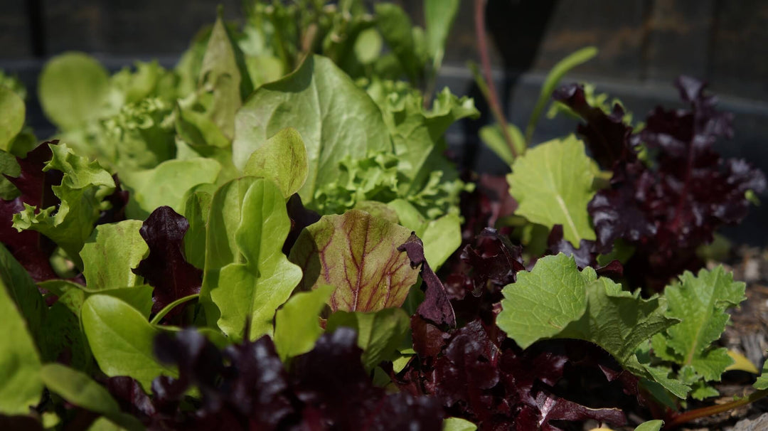 Grow Your Own series - Grow your own summer salad