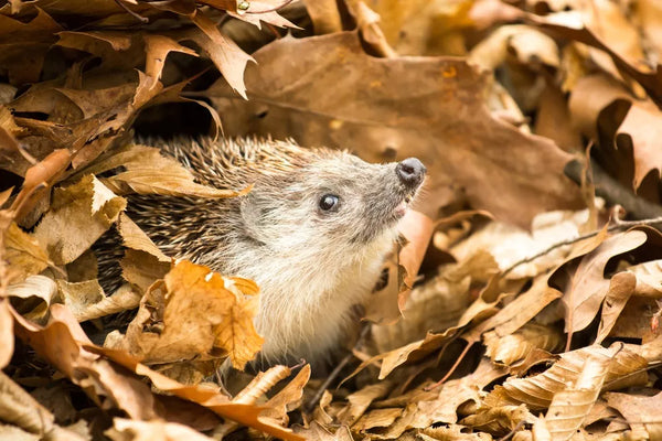 Winter Wildlife Care: A Comprehensive Guide for Your Garden