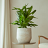 Leandro | Indoor Plant Pot