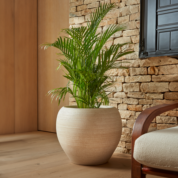 Amora Indoor Plant Pot in Cream