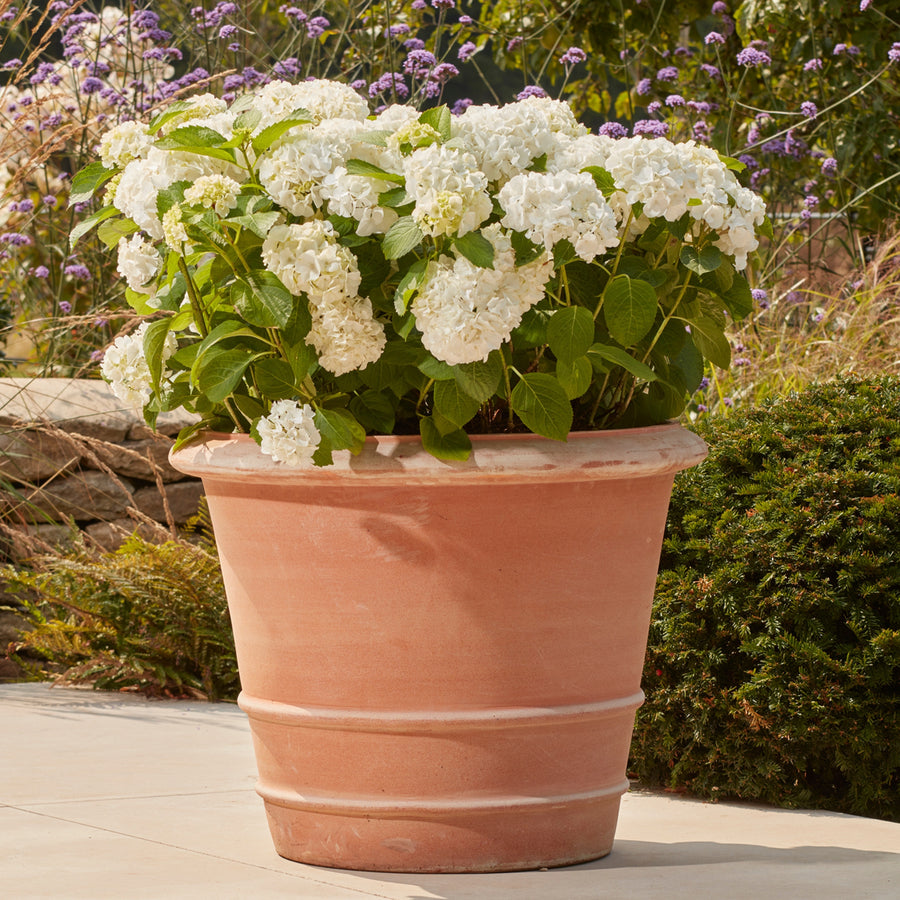 A single terracotta pot sits in the center of the frame, filled with lush greenery and delicate flowers. The pot's earthy tones and classic shape add a rustic charm to the scene, complementing the natural beauty of the plants inside.