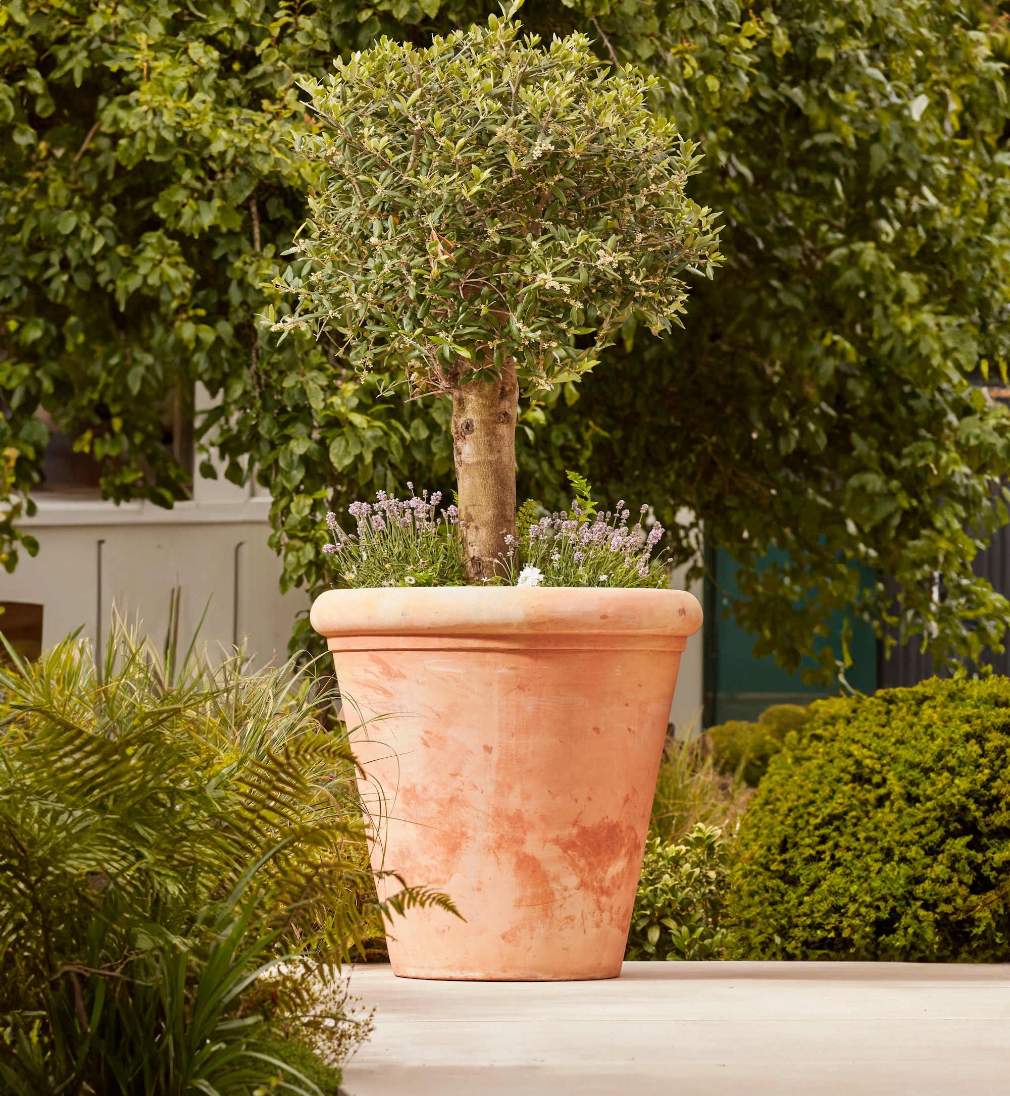 Clayton Extra Large Terracotta Pot with a classic Tuscan-style finish, placed in a landscaped garden with an olive tree. A handcrafted, frost-proof planter ideal for trees and large plants.