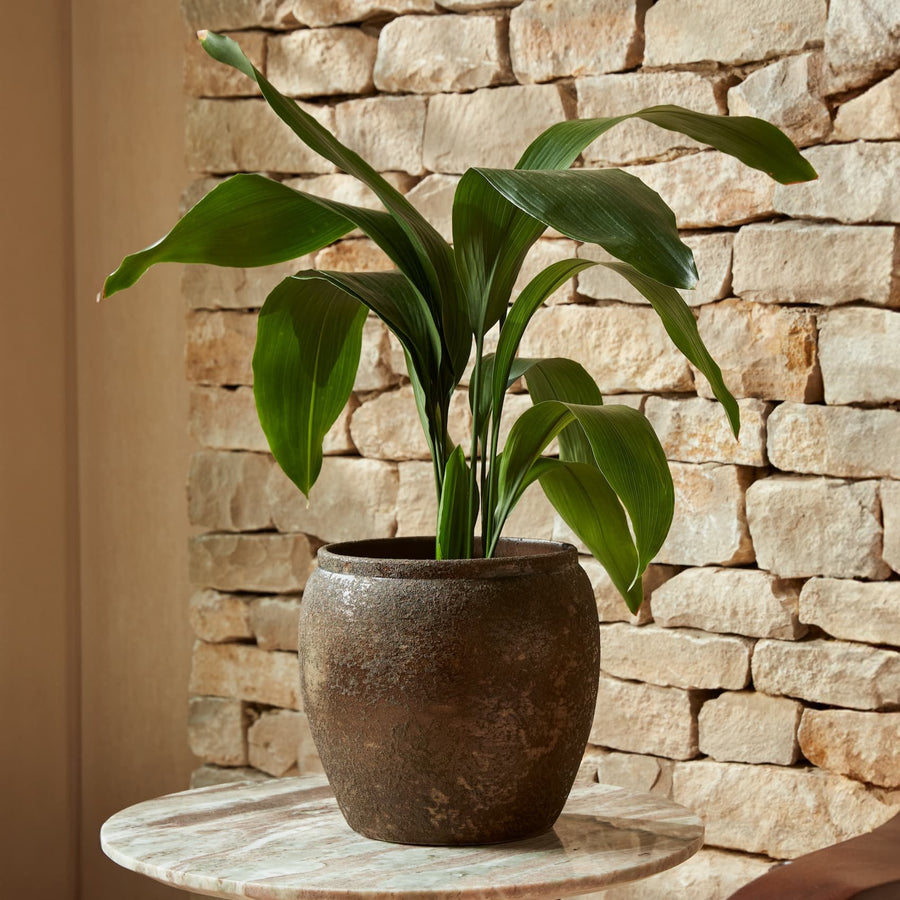 Julian Bronze Indoor Plant Pot with a rich hand-finished patina, styled with a green plant against a natural stone wall.