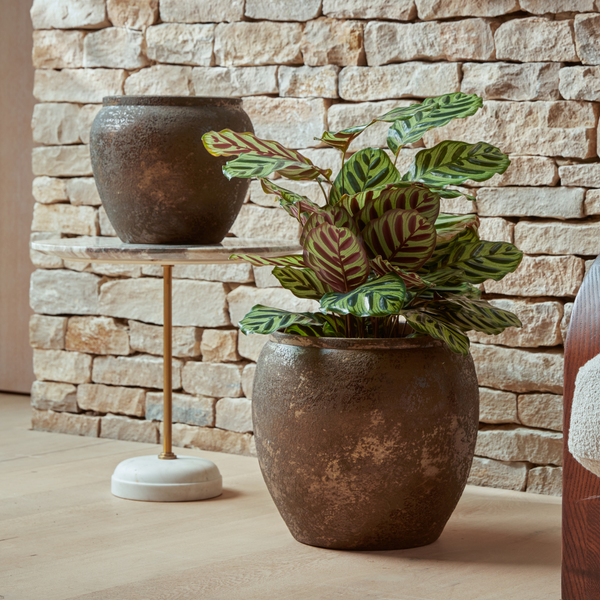 A pair of Julian Bronze Indoor Plant Pots from Gardenesque, with one containing a green leafy plant, are arranged on a wooden floor against a stone wall. The medium pot is elevated on a stand while the large pot in on the floor. 