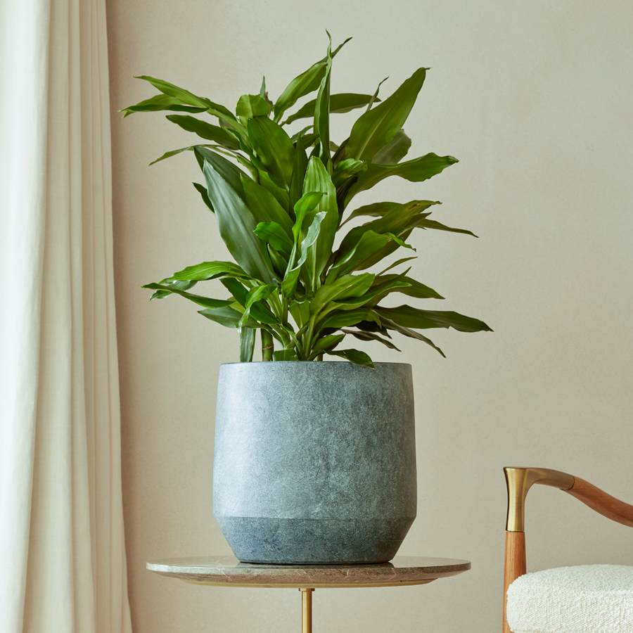 Leandro Indoor Plant Pot in a deep blue finish, featuring a minimalist tapered design, displayed on a side table with a green houseplant.