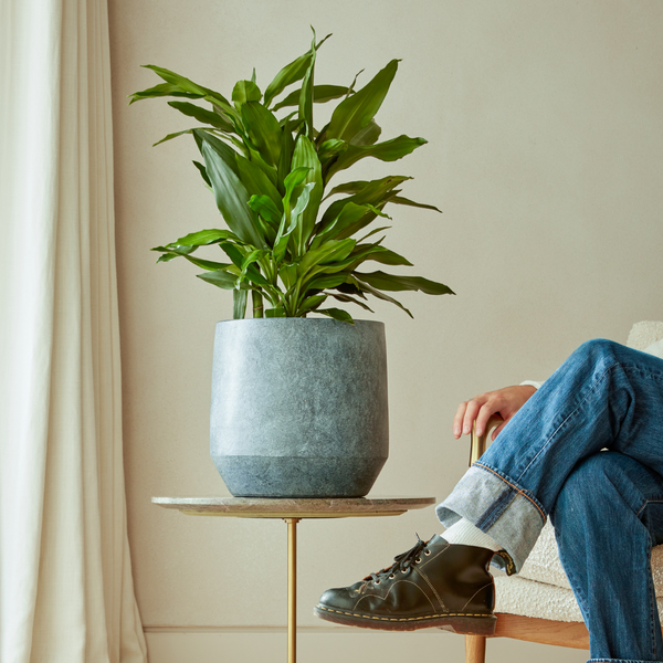 Leandro Indoor Plant Pot in Anthracite potted with large green pot next to model