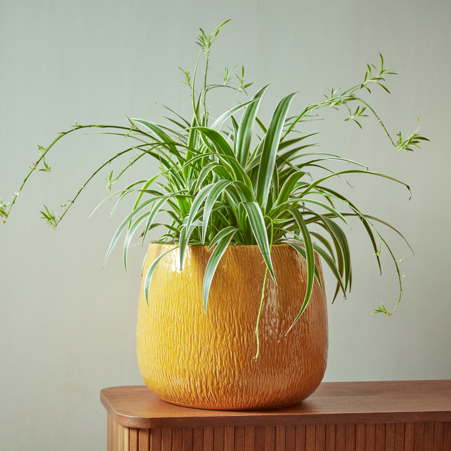 Ramada Indoor Plant Pot in a golden yellow glaze, featuring a hand-carved texture, styled with a vibrant green spider plant on a wooden sideboard.