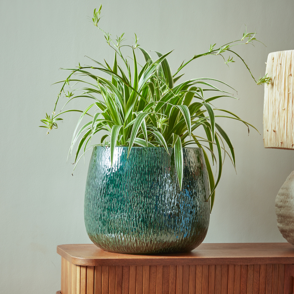 Ramada Indoor Plant Pot in Blue, potted with a plant