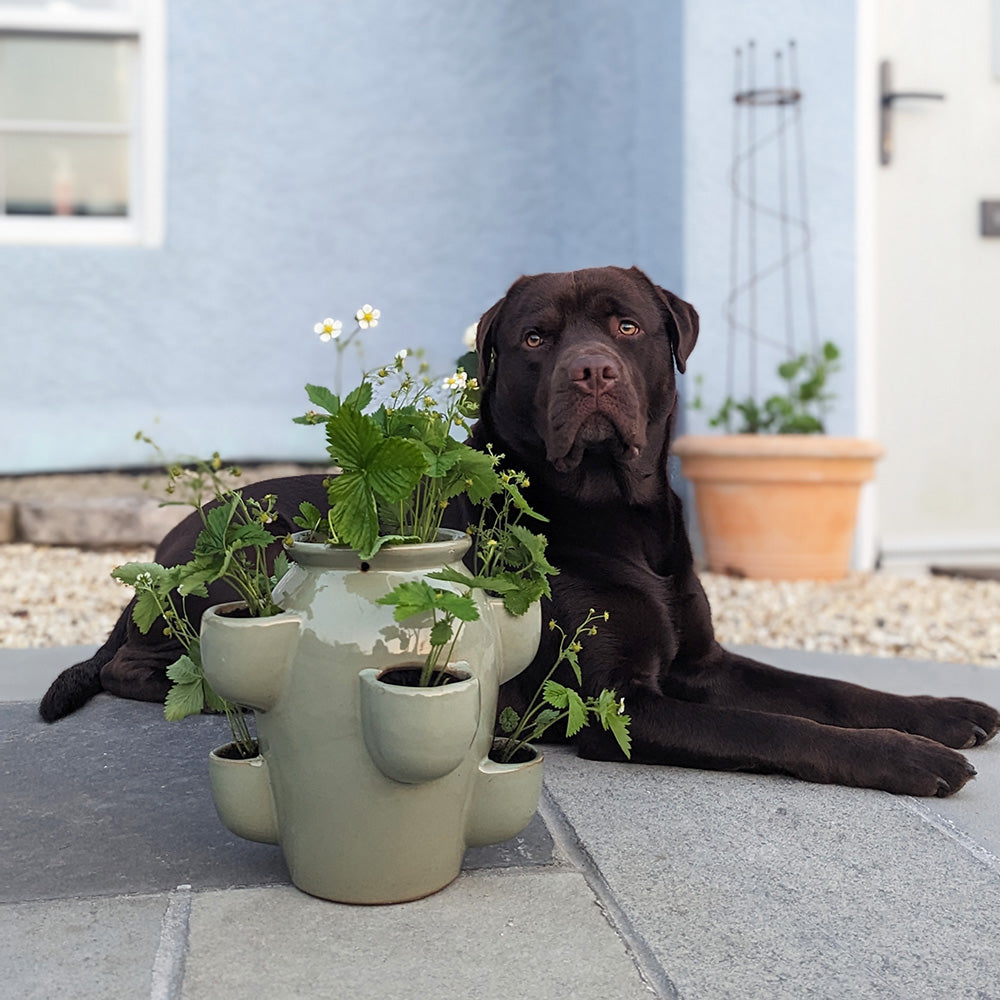 A ceramic herb planter on a paved patio, positioned near a resting Labrador dog, with a pastel blue house in the background.