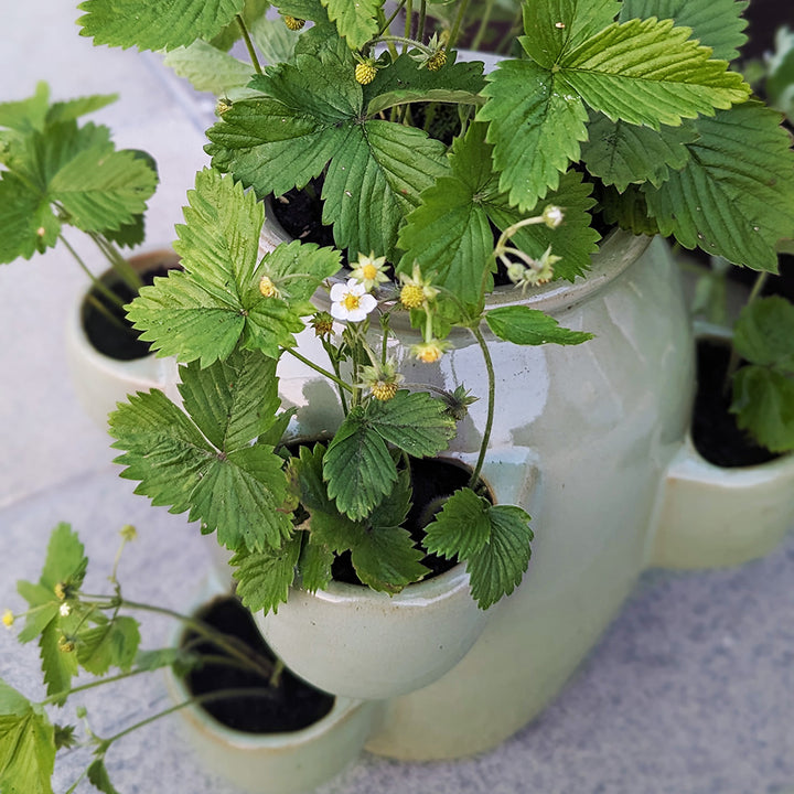 A detailed view of the planter growing alpine strawberries, showing its smooth glazed finish and multi-pocket design.