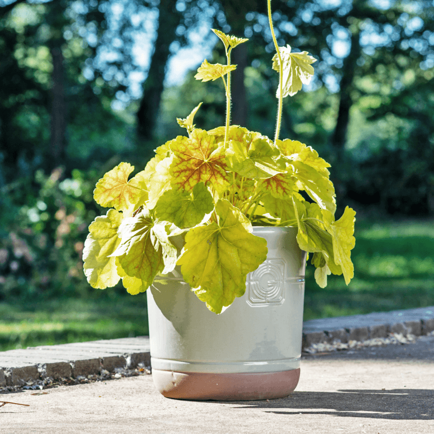 A sage green planter with golden-leafed plants, placed on a paved walkway with dappled sunlight filtering through trees.