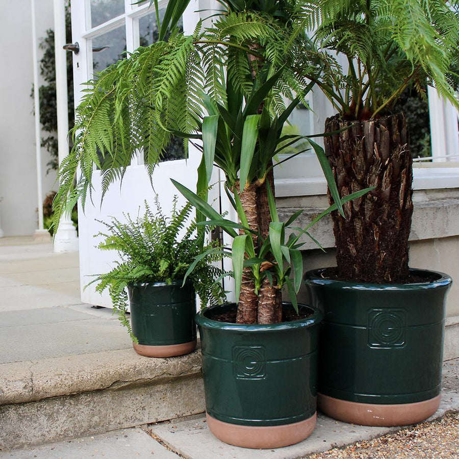 A set of dark green and terracotta planters in varying sizes, placed on stone steps, filled with lush ferns and tropical plants.