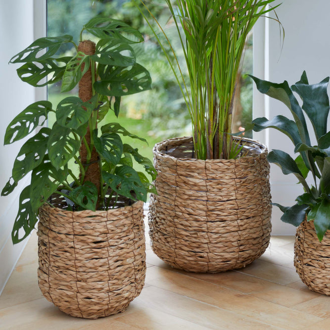 https://www.gardenesque.com/cdn/shop/products/Woven-Basket-Indoor-Plant-Pot-3-Sizes3_667x667_crop_center.progressive.jpg?v=1641299613