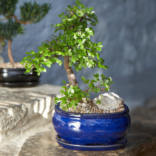 Blue Ceramic Bonsai Pot - Oval 20